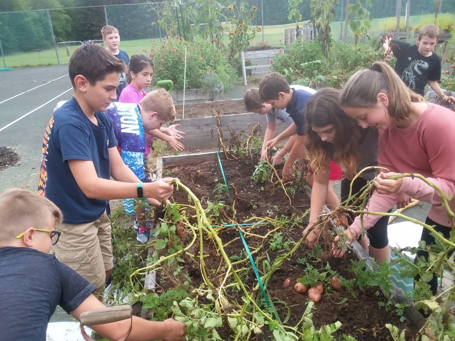 SES Students Harvest Potatoes